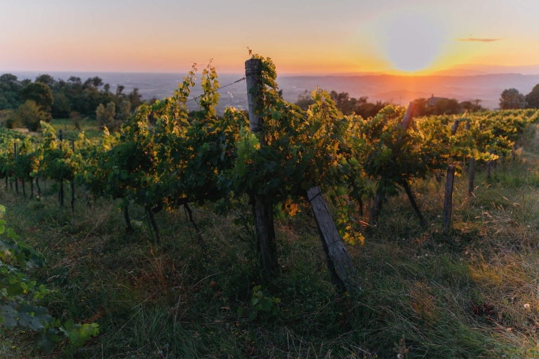 ca-rasi-vini-territorio-colli-euganei-03